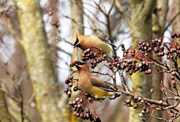 Looking Good by Deb Oppermann
